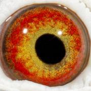 XPJSVDFDKZYFBZZOCPA - OCHII PORUMBEILOR