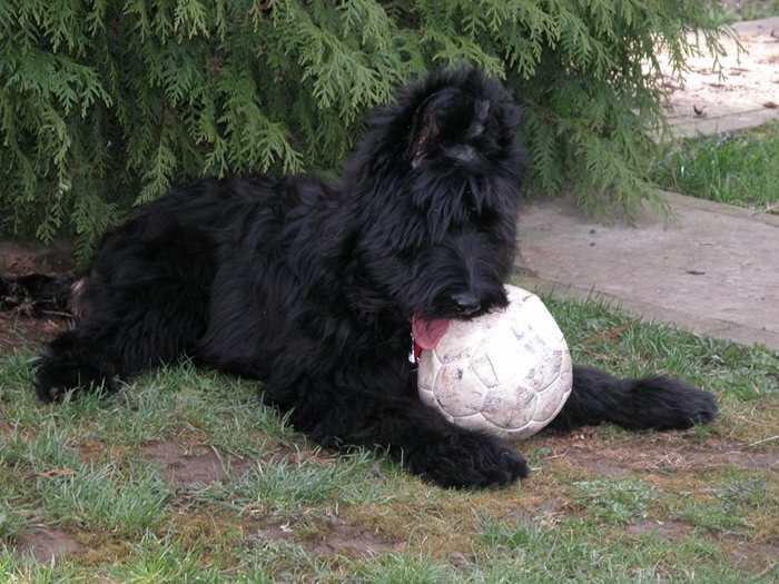 Briard - BRIARD Ciobanesc de BRIE