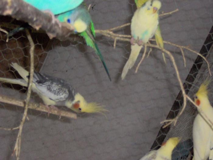 IM000197 - 4 turturele porumbei papagali caini pisici