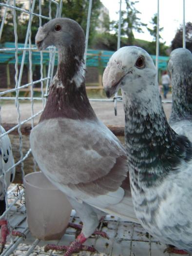 DEUTSCHE SCHAUTAUBEN PORUMBEL GERMAN DE EXPOZITIE VOIAJOR GERMAN DE FRUMUSETE BEAUTY GERMAN PIGEON; DEUTSCHE SCHAUTAUBEN PORUMBEL GERMAN DE EXPOZITIE VOIAJOR GERMAN DE FRUMUSETE BEAUTY GERMAN PIGEON
