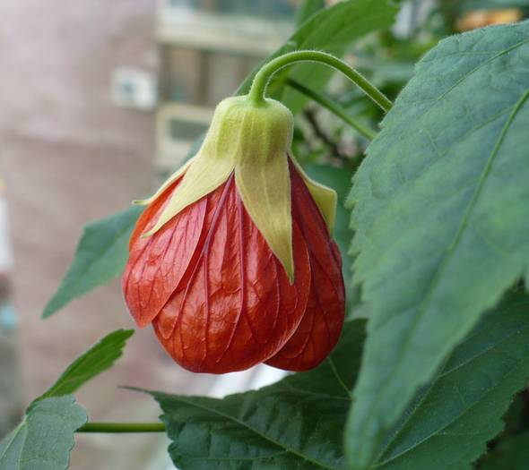 P1090891 - ABUTILONI