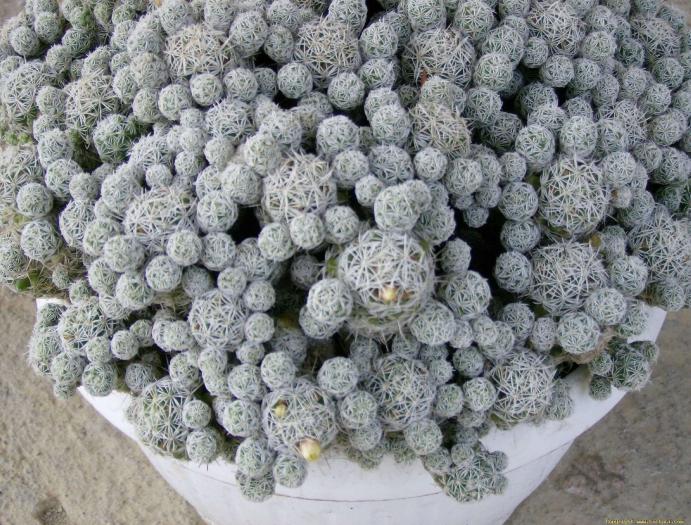 mammillaria_gracilis