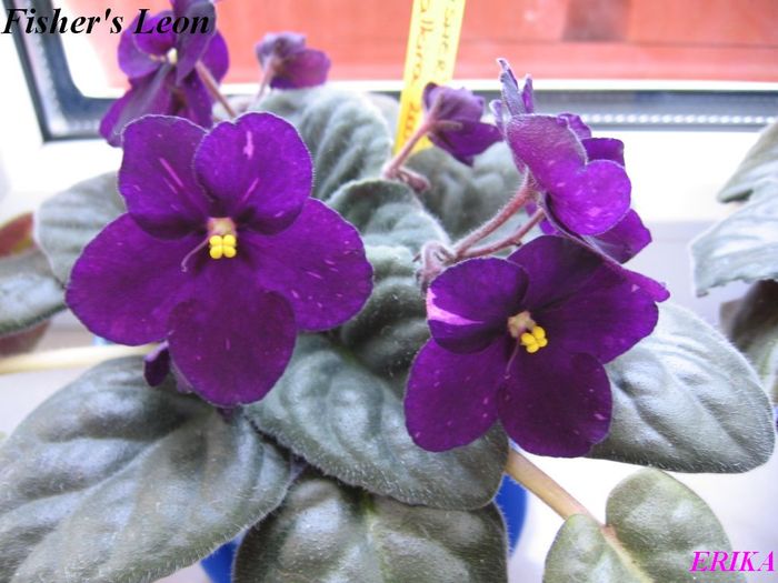 Fisher's Leon 2009 maj 26