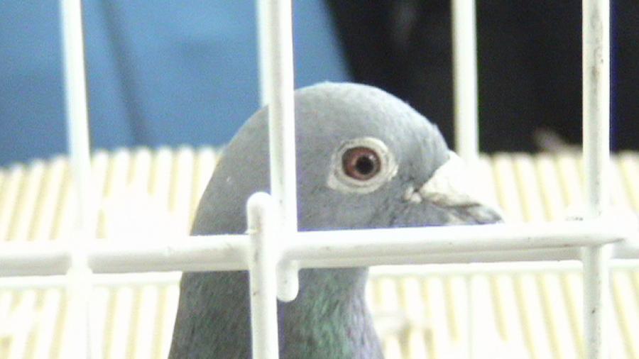 Copy (2) of Picture 1042