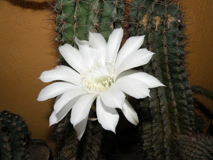 Picture 013 - cactusi