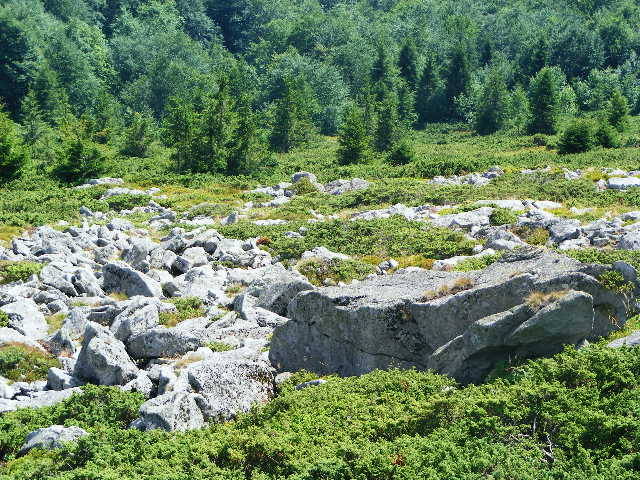 DSCF4399 - 2 august 2009 Traseu Suior Secatura Creasta Cocosului Gutaiul Doamnei  Vf Gutai