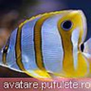 natura_0149 - avatare