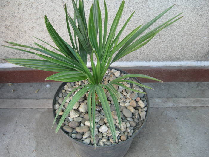 WASHINGTONIA ROBUSTA - FLORI