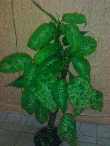 Dieffenbachia - Decorative prin frunze