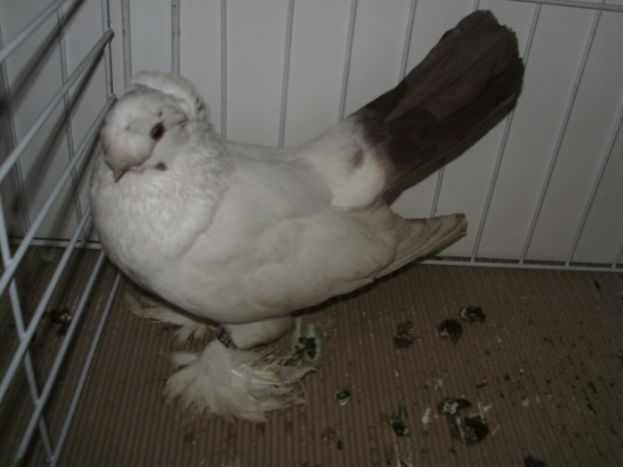 bucovina 6 - 1509 rom juc 1