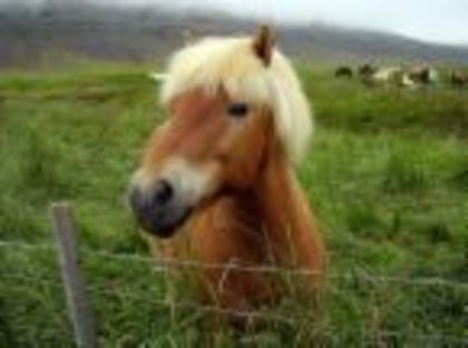 un cal cu breton - Cai