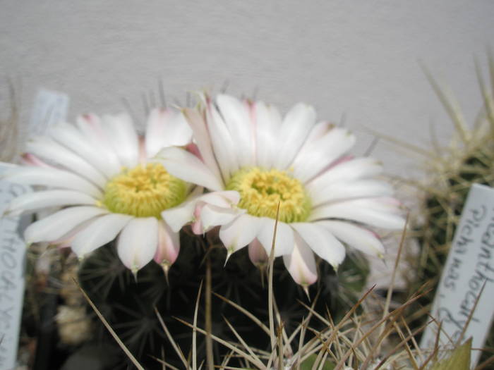 Acanthocalycium peitscherianum - 10.06