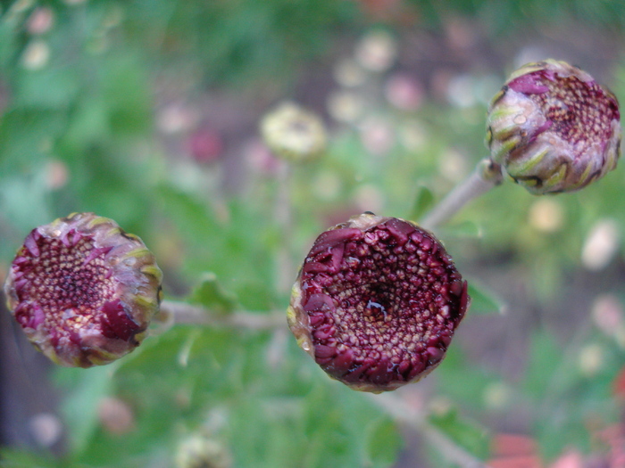 Purple Chrysanths (2009, Oct.17)