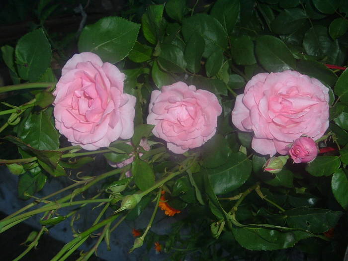 DSCF0934; trandafiri
