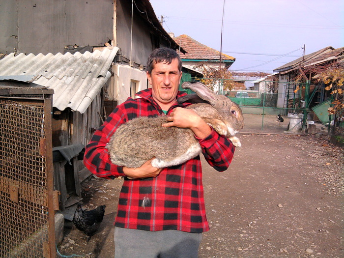 Fotografie0084 - de vanzare pui iepuri rasa urias belgian