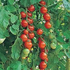Tomatoes Gardeners Delight - Tomato Gardeners Delight