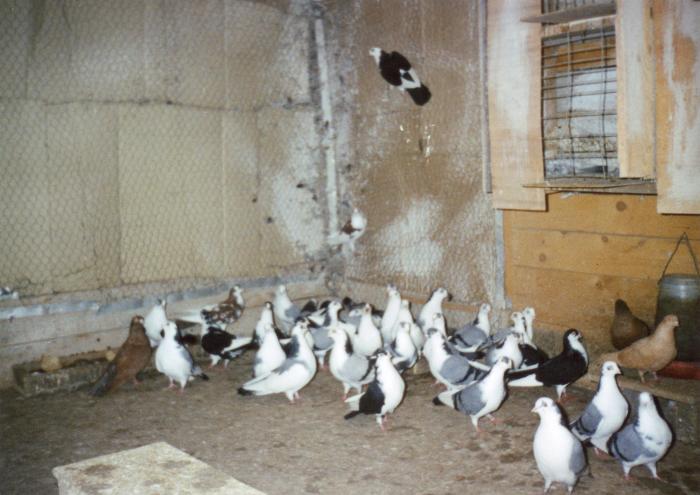 Grup - porumbei din 1993-1995