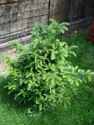 European Yew (2009, May 24) - Taxus baccata_European Yew