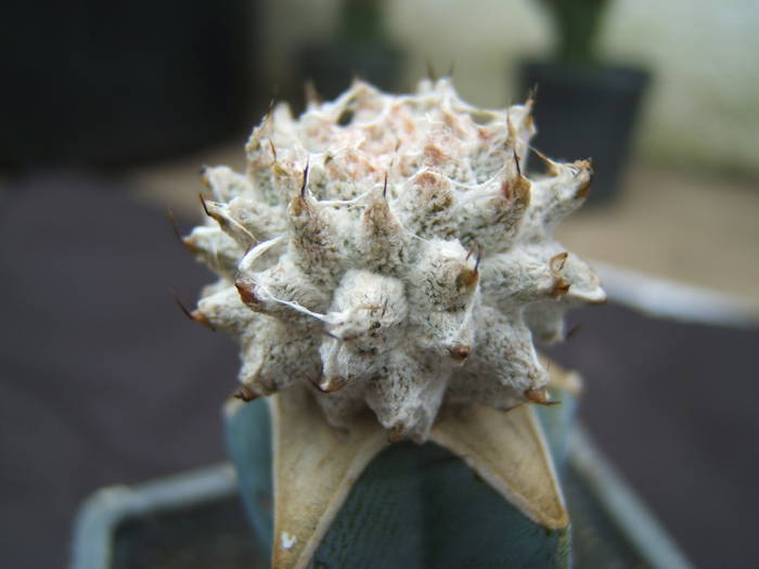 Astrophytum myriostigma cv 'Lotus Land'