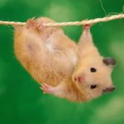 hamster - concurs cu animale