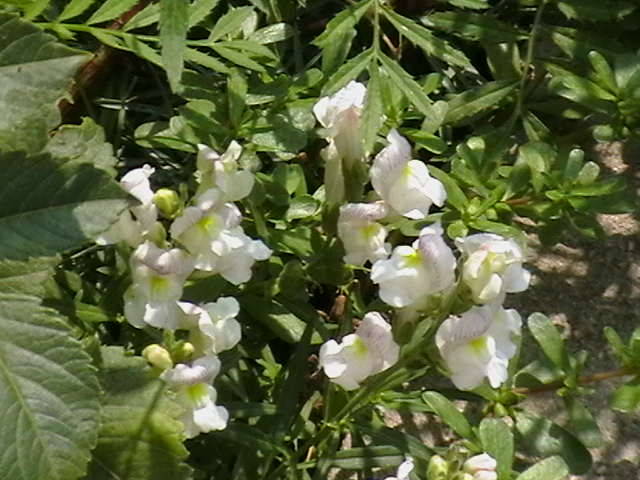 Picture 028 - gradina mea cu flori