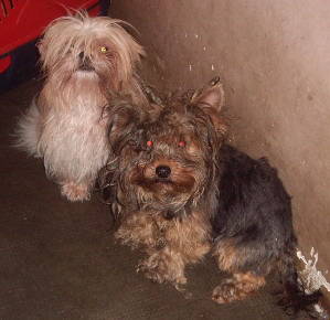 Yorky si Shi-Tzu; Sena si Meda
