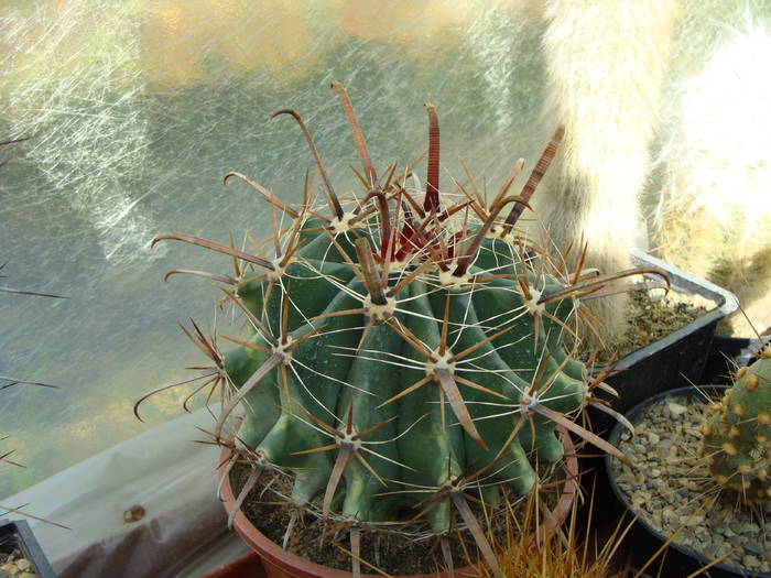 Ferocactus ? - Ferocactus-Echinocactus