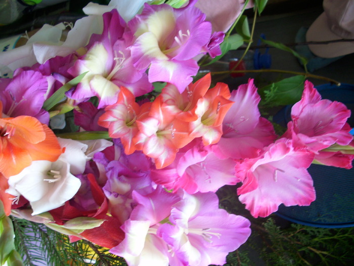 DSCI1321 - flori din gradina mea