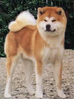 Akita-Inu