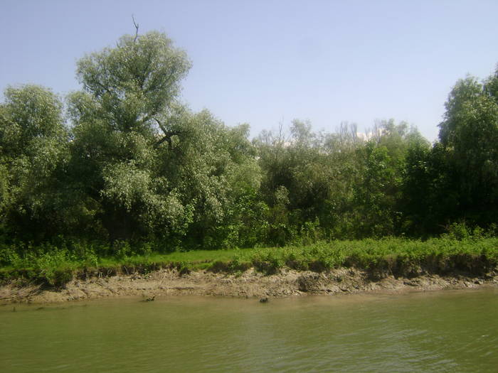 excursie delta dunarii 5062009 068 - EXCURSIE  in DELTA