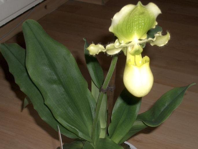 paphiopedilum - orhidee