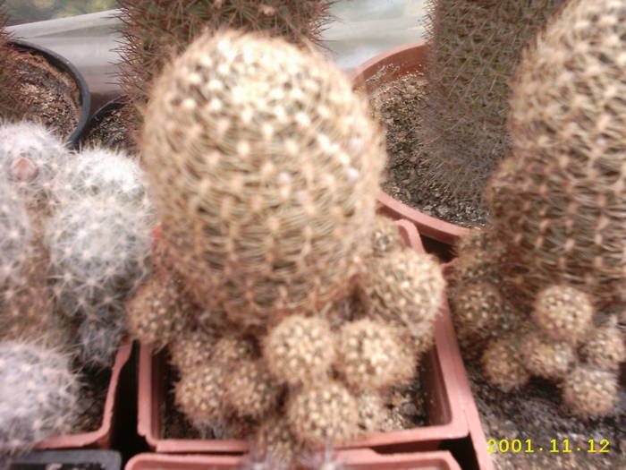 69-Lobivia schieliana - cactusi