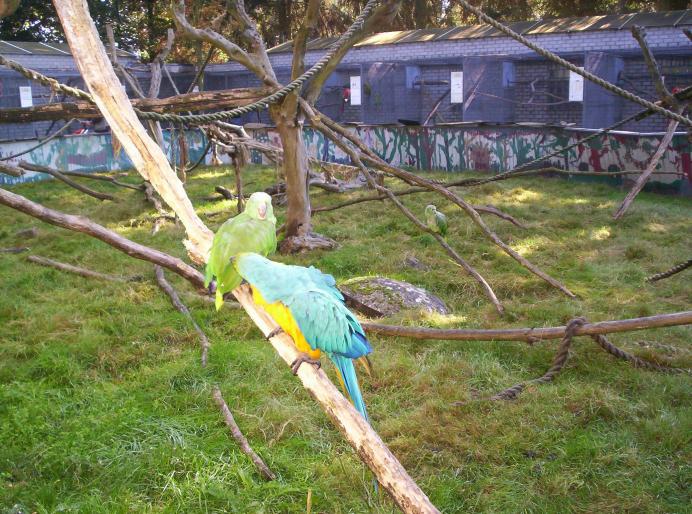 190 centru papag. 6 oct 2007 (9)