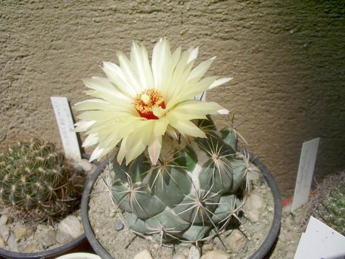  - Coryphantha