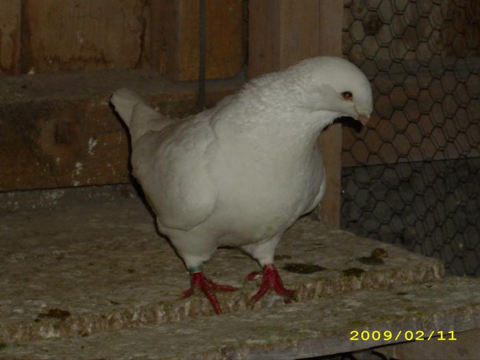 femela 2007 - nastase