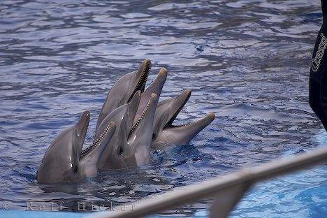 dolphins-teeth_11186[1]