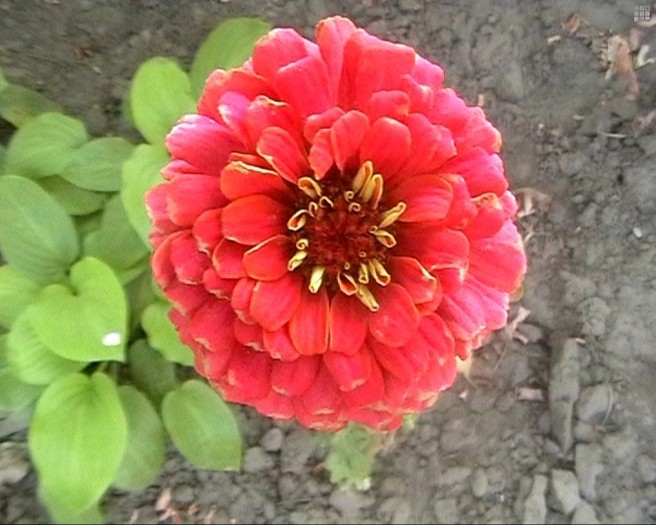 circiumari8 - flori dragute