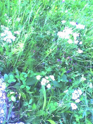 Flori de coada soricelului 20 iulie 2009 - Flori in livada paradisiaca si zona