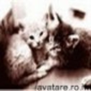 animale__avatare-cu-pisicute-27_jpg_85_cw85_ch85 - PISICUTE