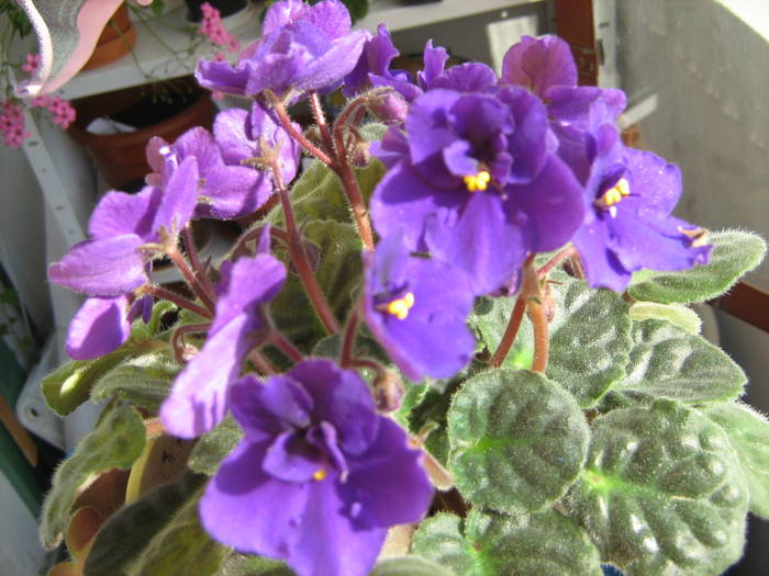 Violeta 2009 - violete