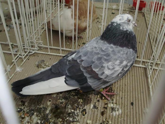 iran 1 - 1506 3 porumbei s