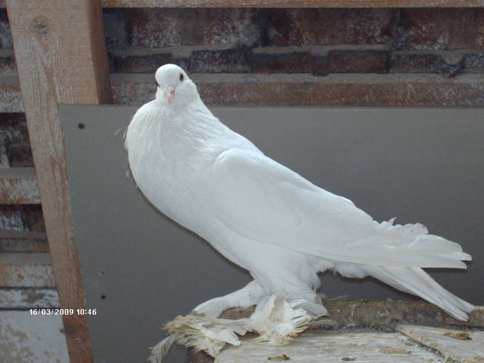 HPIM1763 - 6-gusati de pomerania-2009