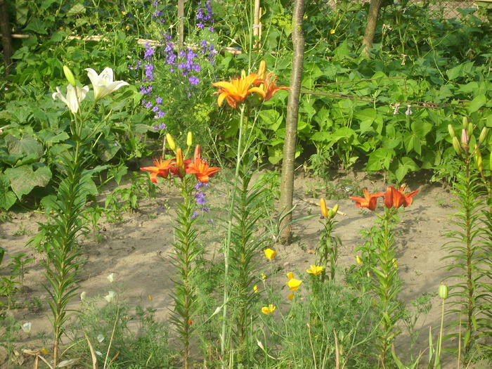 DSCI0907 - flori din gradina mea