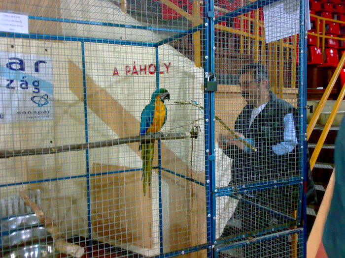 28112009617 - Expozitie Bekescsaba noiembrie 2009