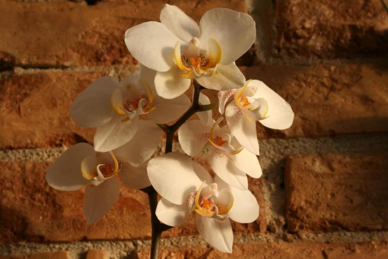 phalaenopsis 