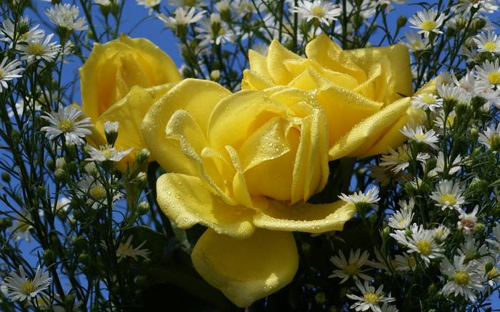 r - Roses red and yellow narcissus bouquet