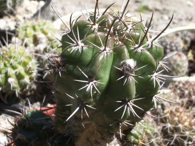 Lobivia megacarpa - cactusi