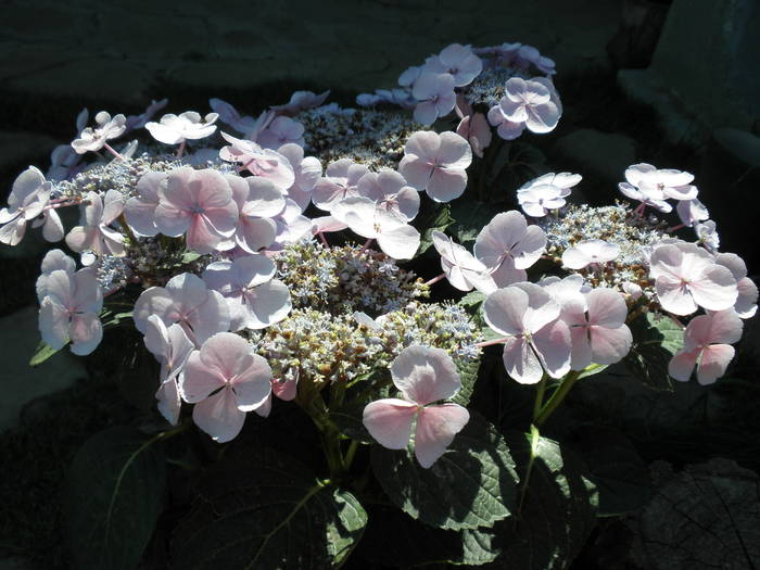 hortensia - 2009