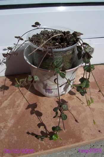 Ceropegia woodii - Suculente