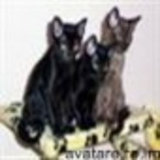 animale__avatare-cu-pisicute-52_jpg_85_cw85_ch85 - PISICUTE